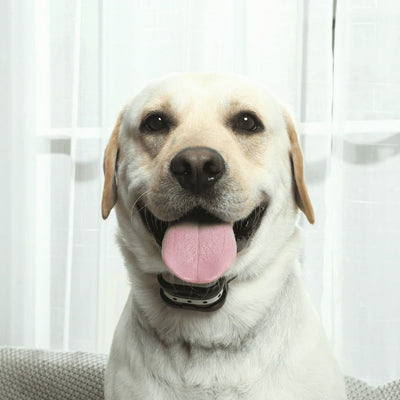 SafeZone Wireless Pet Containment & Training System – Ultimate Safety & Freedom for Your Dog