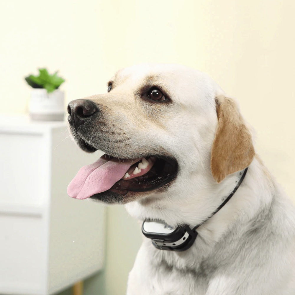 SafeZone Wireless Pet Containment & Training System – Ultimate Safety & Freedom for Your Dog